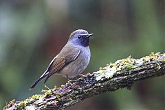 Rufous-gorgeted Flycatcher